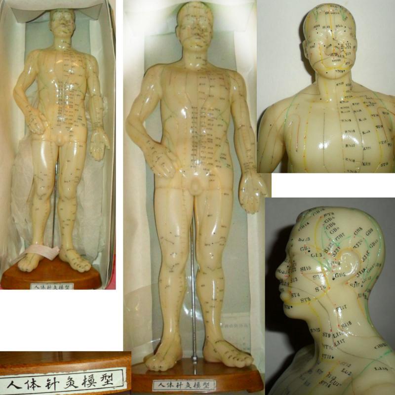 Vintage Acupuncture model in original book Flexible Male on wood stand