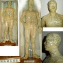 Vintage Acupuncture model in original book Flexible Male on wood stand