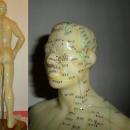 Vintage Acupuncture model in original book Flexible Male on wood stand
