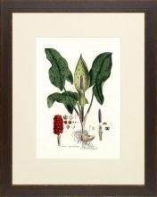 New Print Anonymous Reproduction Framed Flowers Plants Curtis Botanicals R WA-64