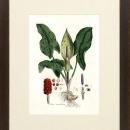 New Print Anonymous Reproduction Framed Flowers Plants Curtis Botanicals R WA-64