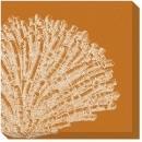 New Canvas C. Hohe Reproduction Canvas Gallery-Wrapped Framed Shells Cora WA-159