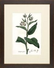 New Print Anonymous Reproduction Framed Flowers Plants Curtis Botanicals R WA-61