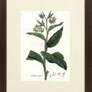 New Print Anonymous Reproduction Framed Flowers Plants Curtis Botanicals R WA-61