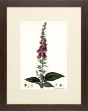 New Print Anonymous Reproduction Framed Flowers Plants Curtis Botanicals R WA-62