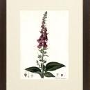 New Print Anonymous Reproduction Framed Flowers Plants Curtis Botanicals R WA-62