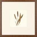 New Print Anonymous Reproduction Framed Flowers Plants Squared Ferns Recta WA-28