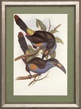 New Print J. Gould H.C. Richeter Reproduction Framed Wildlife Toucans Rec WA-273