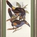 New Print J. Gould H.C. Richeter Reproduction Framed Wildlife Toucans Rec WA-273