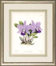 New Print John Nugent Fitch Reproduction Framed Flowers Plants Purple Orc WA-309