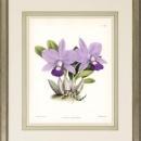 New Print John Nugent Fitch Reproduction Framed Flowers Plants Purple Orc WA-309