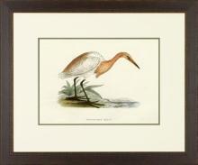 New Print Rev. F.O. Morris Reproduction Framed Sealife Shore Birds Rectan WA-383
