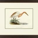 New Print Rev. F.O. Morris Reproduction Framed Sealife Shore Birds Rectan WA-383