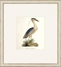 New Print John Abbot Reproduction Framed Wildlife Small Abbot Birds Recta WA-305