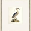 New Print John Abbot Reproduction Framed Wildlife Small Abbot Birds Recta WA-305