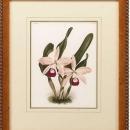 New Print Lucien Linden Reproduction Framed Flowers Plants Lindenia Orchi WA-331