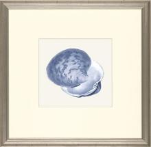 New Print E. Donovan Reproduction Framed Sealife Azure Shells Rectangle WA-210