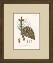 New Print Picart Reproduction Framed Flowers Plants Sylva on North Americ WA-375