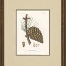 New Print Picart Reproduction Framed Flowers Plants Sylva on North Americ WA-375