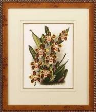 New Print Lucien Linden Reproduction Framed Flowers Plants Lindenia Orchi WA-327