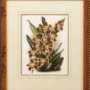 New Print Lucien Linden Reproduction Framed Flowers Plants Lindenia Orchi WA-327