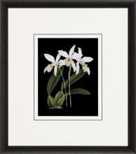 New Print Ignoto Fiammingo Reproduction Framed Flowers Plants Orchids on WA-262