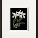 New Print Ignoto Fiammingo Reproduction Framed Flowers Plants Orchids on WA-262