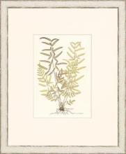 New Print Anonymous Reproduction Framed Flowers Plants Classic Ferns Recta WA-51