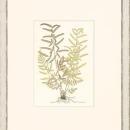 New Print Anonymous Reproduction Framed Flowers Plants Classic Ferns Recta WA-51