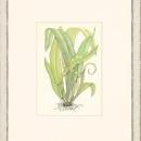 New Print Anonymous Reproduction Framed Flowers Plants Classic Ferns Recta WA-55