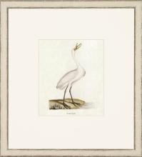 New Print John Abbot Reproduction Framed Wildlife Small Abbot Birds Recta WA-303