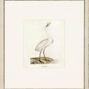 New Print John Abbot Reproduction Framed Wildlife Small Abbot Birds Recta WA-303