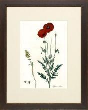 New Print Anonymous Reproduction Framed Flowers Plants Curtis Botanicals R WA-58
