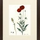 New Print Anonymous Reproduction Framed Flowers Plants Curtis Botanicals R WA-58
