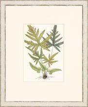 New Print Anonymous Reproduction Framed Flowers Plants Classic Ferns Recta WA-54