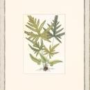 New Print Anonymous Reproduction Framed Flowers Plants Classic Ferns Recta WA-54