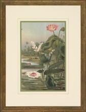 New Print Anonymous Reproduction Framed Flowers Plants Water Lilies Rectan WA-11