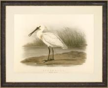 Large Reproduction Giclee Fine Art Spoonbill Bird, Orig Lithograph Ca 1881