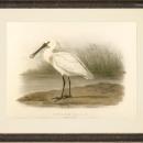 Large Reproduction Giclee Fine Art Spoonbill Bird, Orig Lithograph Ca 1881