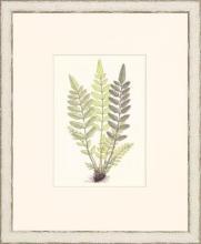 New Print Anonymous Reproduction Framed Flowers Plants Classic Ferns Recta WA-49