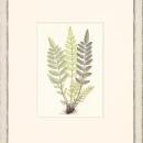 New Print Anonymous Reproduction Framed Flowers Plants Classic Ferns Recta WA-49