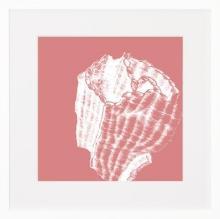 New Print C. Hohe Reproduction Framed Shells Coral in Color Rectangle WA-156