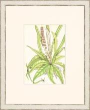 New Print Anonymous Reproduction Framed Flowers Plants Classic Ferns Recta WA-53