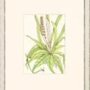 New Print Anonymous Reproduction Framed Flowers Plants Classic Ferns Recta WA-53