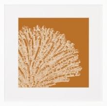 New Print C. Hohe Reproduction Framed Shells Coral in Color Rectangle WA-153