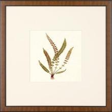 New Print Anonymous Reproduction Framed Flowers Plants Squared Ferns Recta WA-30