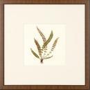 New Print Anonymous Reproduction Framed Flowers Plants Squared Ferns Recta WA-30