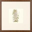 New Print Anonymous Reproduction Framed Flowers Plants Squared Ferns Recta WA-24