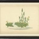 New Print Anonymous Reproduction Framed Trees Large Zen Gardens Rectangle WA-84