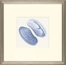New Print E. Donovan Reproduction Framed Sealife Azure Shells Rectangle WA-212